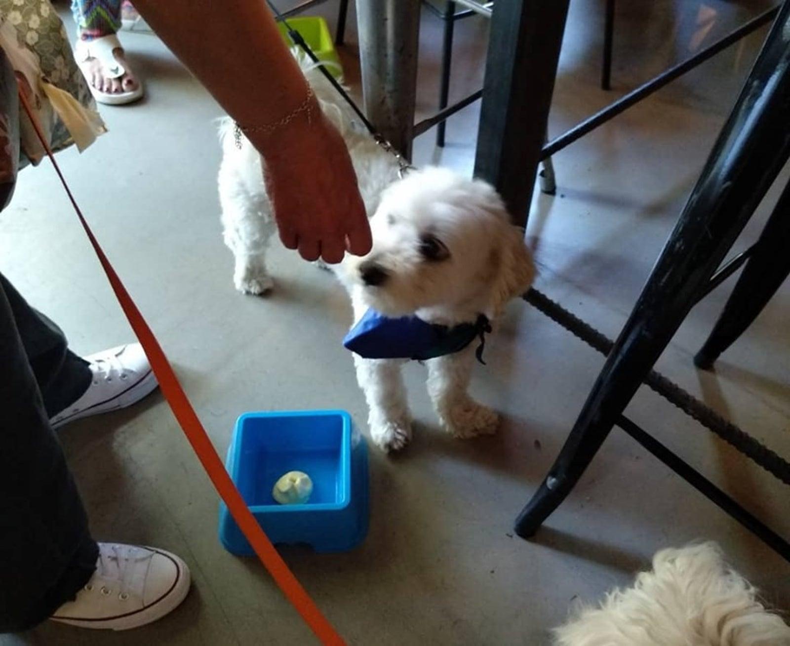 Pet Friendly Ice Cream Tasting for Humans and Dogs