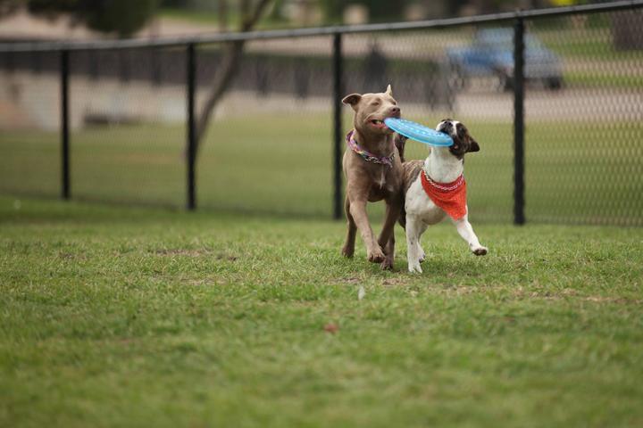 Pet Friendly Leash Free Zone at Town East Park