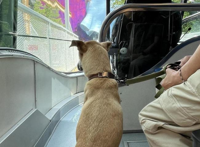 Pet Friendly Seattle Center Monorail