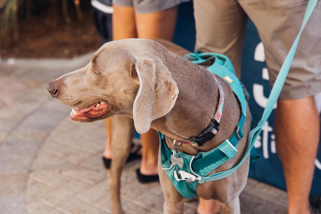 Pet Friendly Memorial Day Celebration