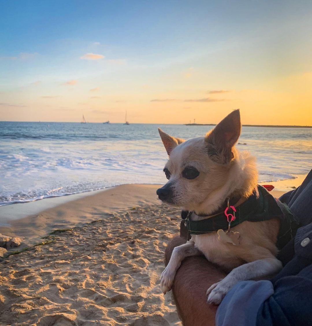 Dog Friendly Beaches in Newport Beach, CA - BringFido