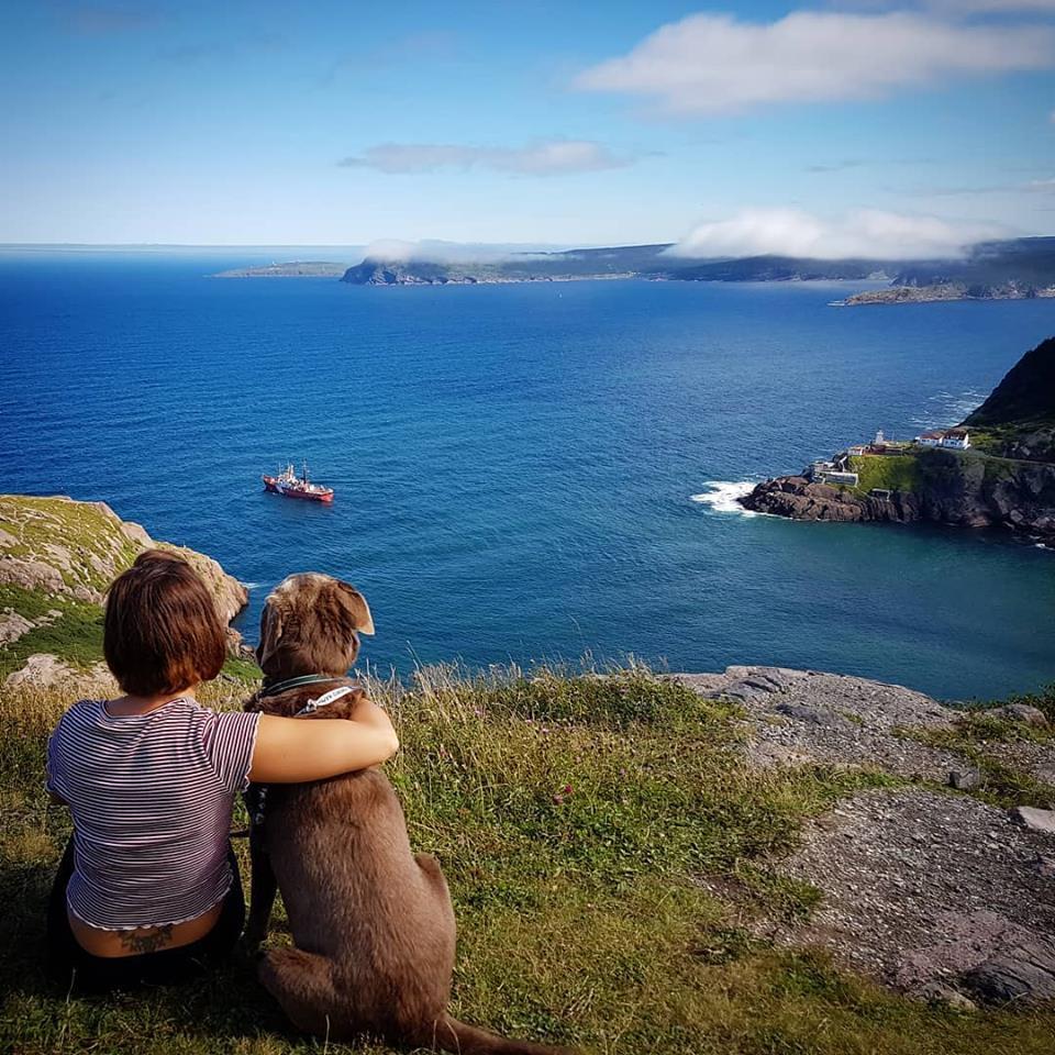 are newfoundlands good hiking dogs