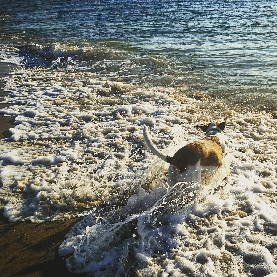 are dogs allowed at fenwick island state park