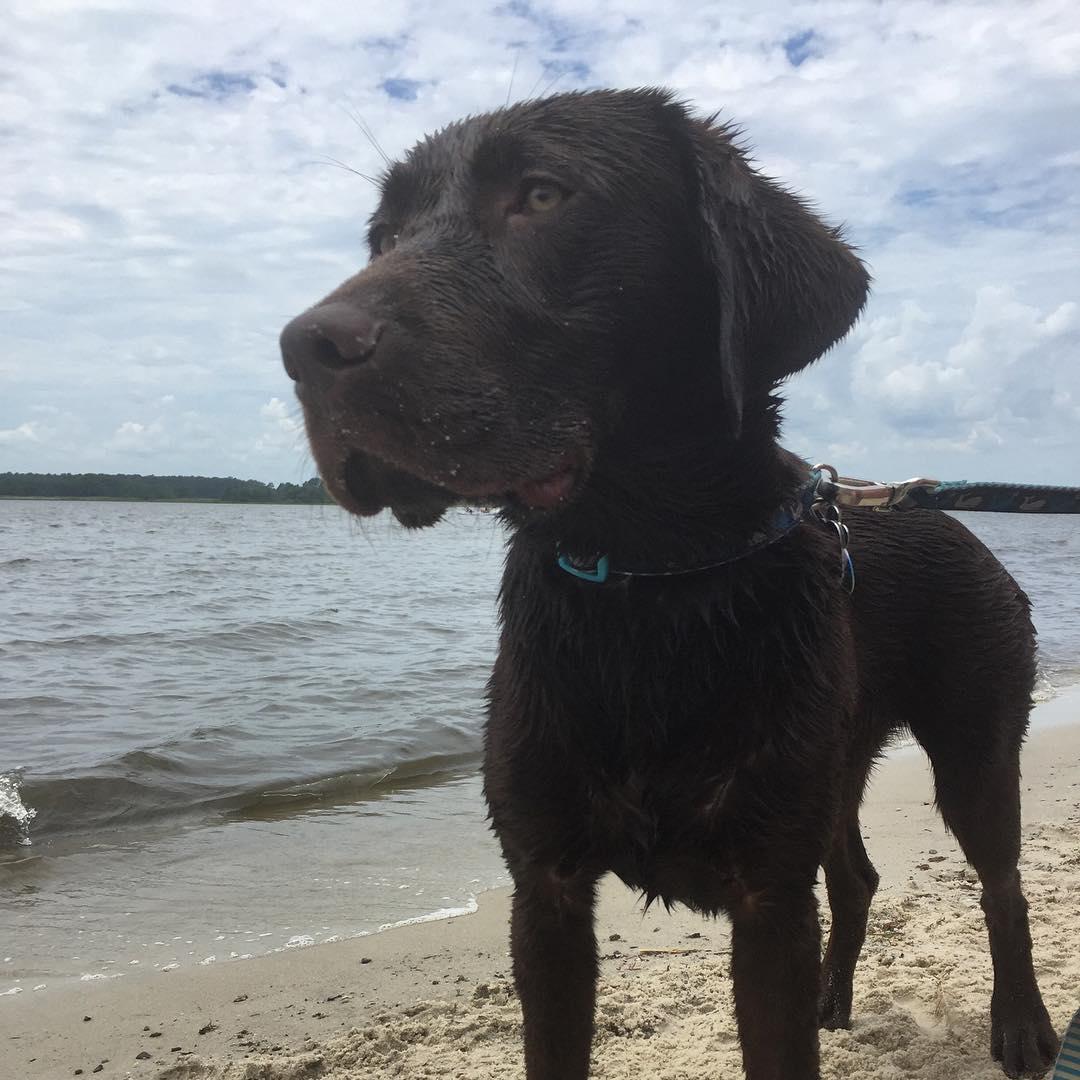 are dogs allowed at fenwick island state park