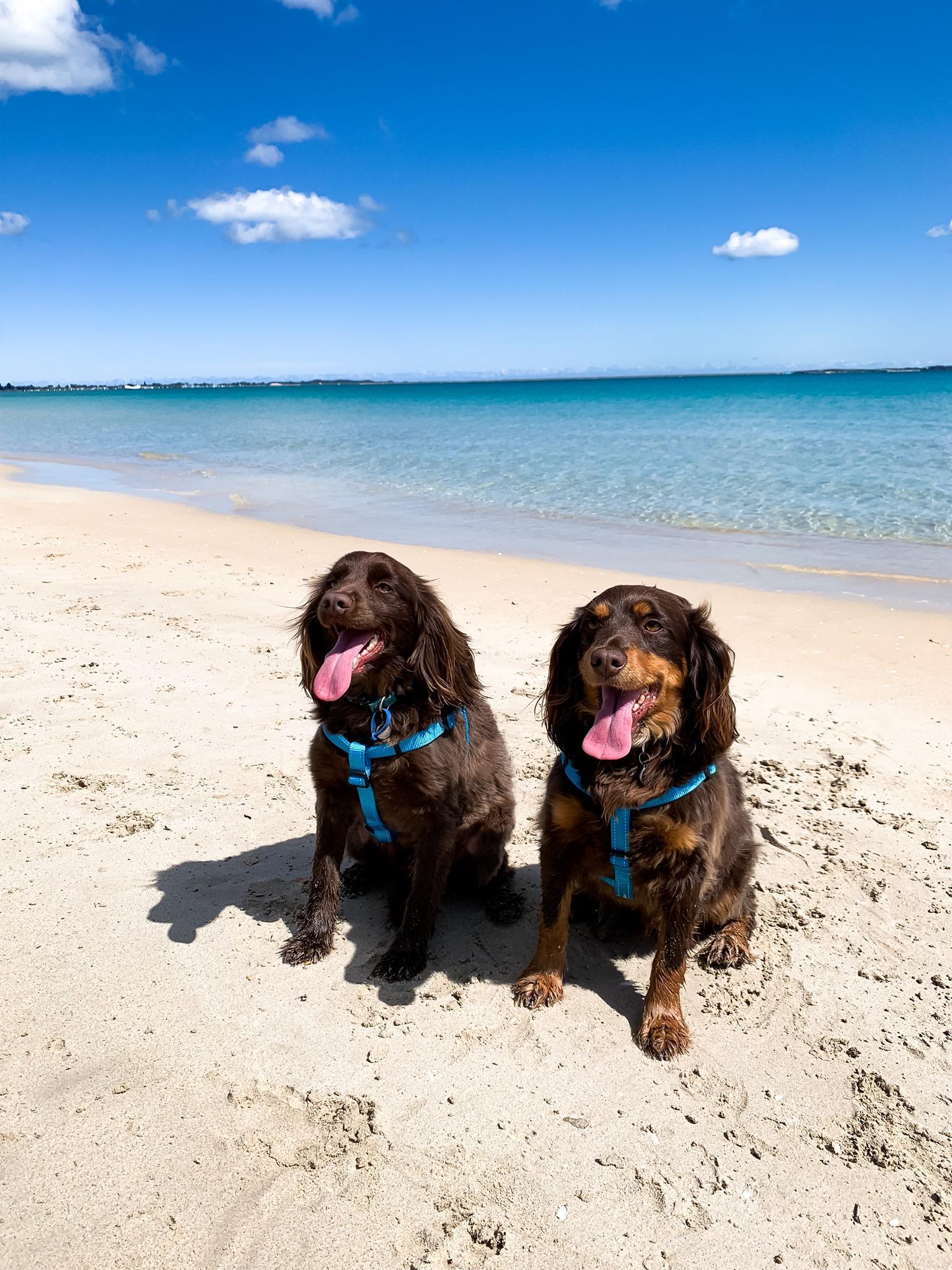 Pet Friendly Rockingham Dog Beach
