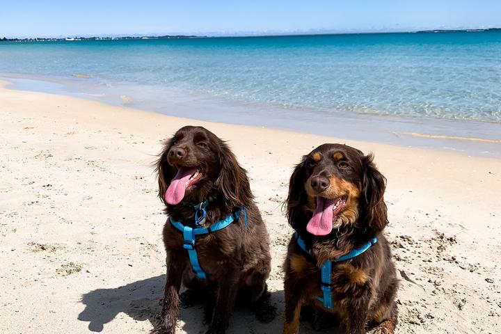 Pet Friendly Rockingham Dog Beach