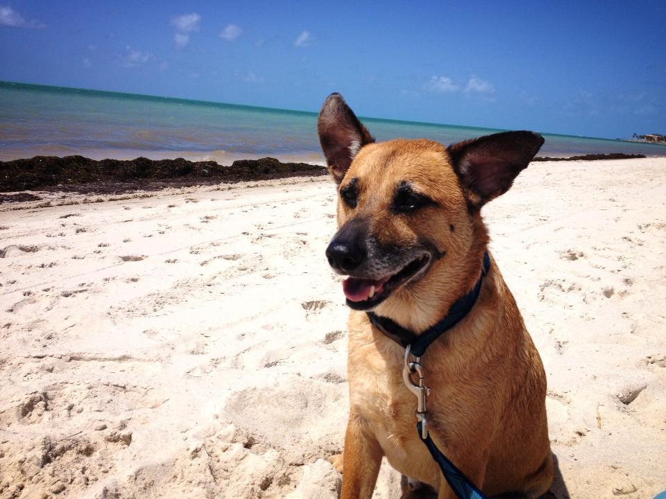 Exploring Dog Friendly Beaches in the Florida Keys