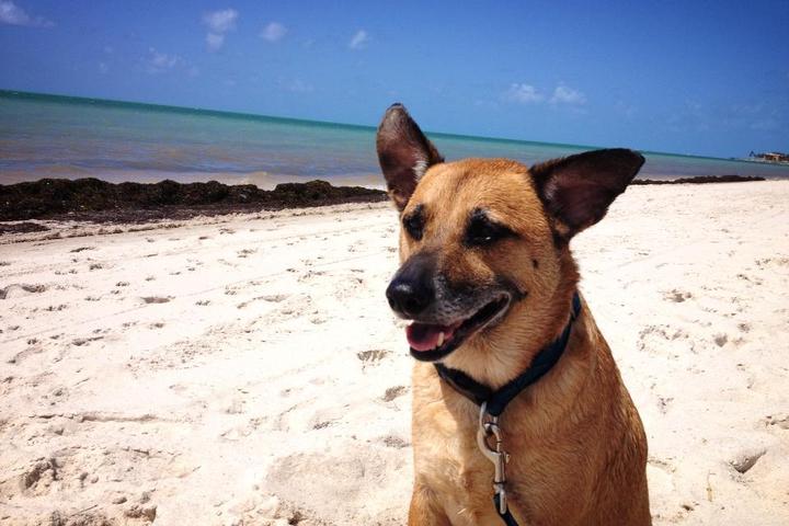 Dog on Marathon Beach enjoying the sun and sand. FloridaKeysVillas.com