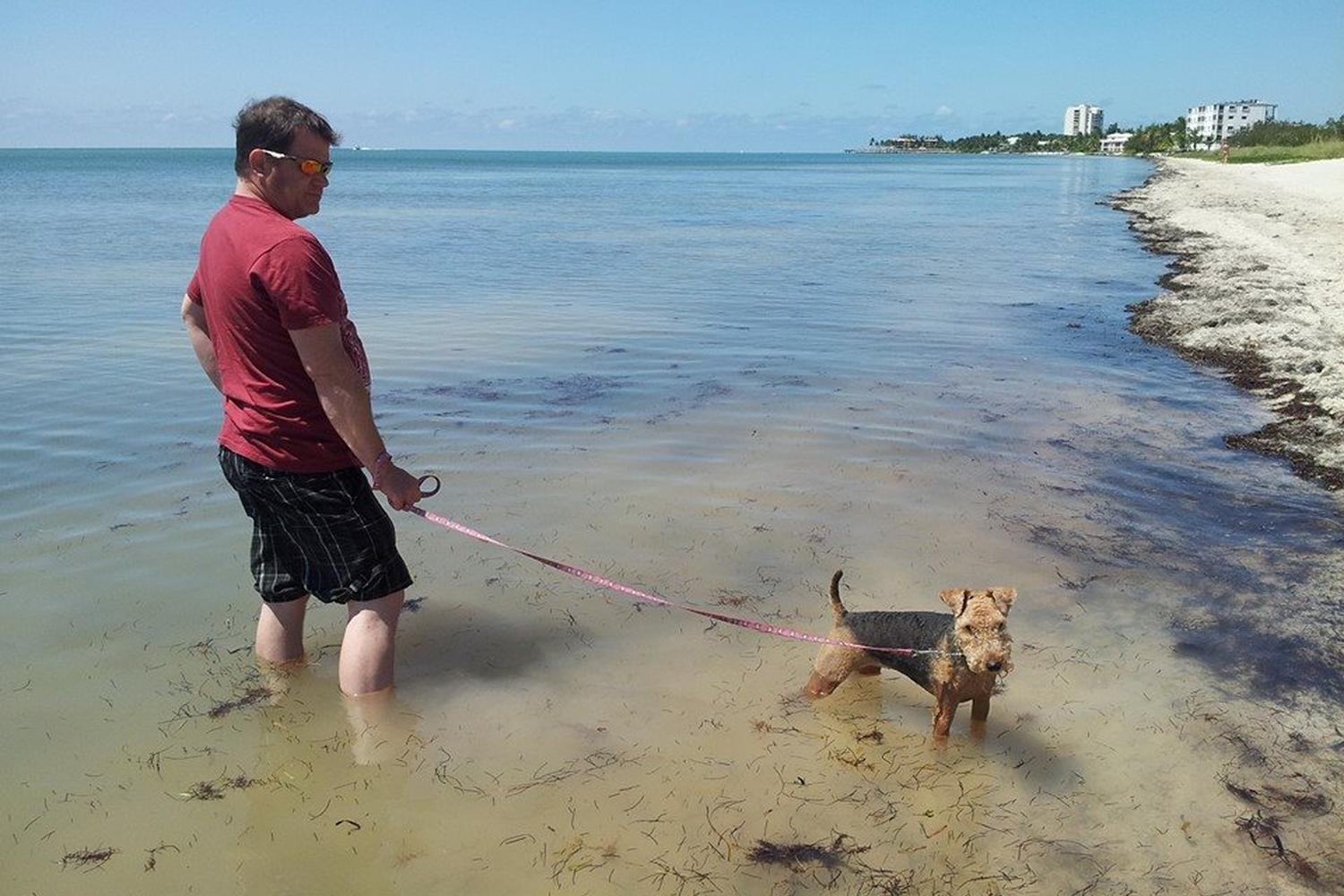 Dog on leash enjoying Coco Plum Beach in Marathon Florida. FloridaKeysVillas.com