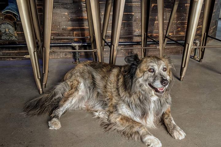 Pet Friendly Differential Brewing Co.