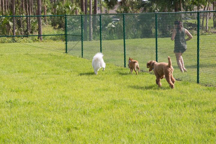 Pet Friendly Woodland Trails Park Dog Park