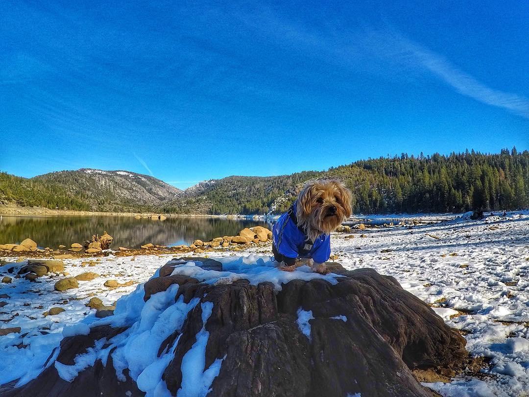 Pet Friendly Stanislaus National Forest
