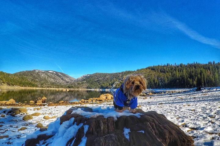 Pet Friendly Stanislaus National Forest