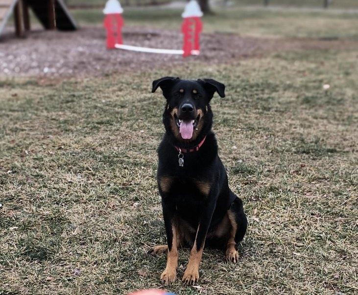 Pet Friendly Glass City Dog Park