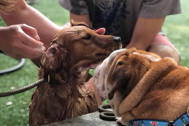 Pet Friendly Richmond Street RUFF Dog Park