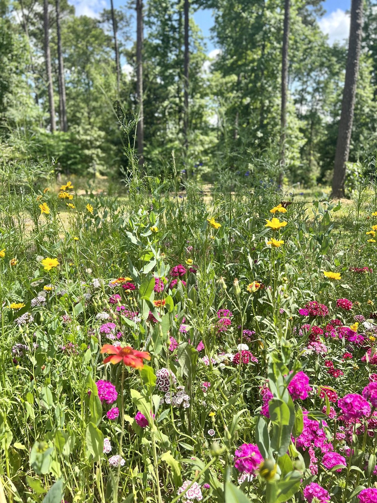 Picture of a pollinator garden at Grace Street Park in Greenwood, SC.