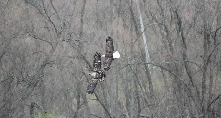 Image result for eagle creek park indianapolis