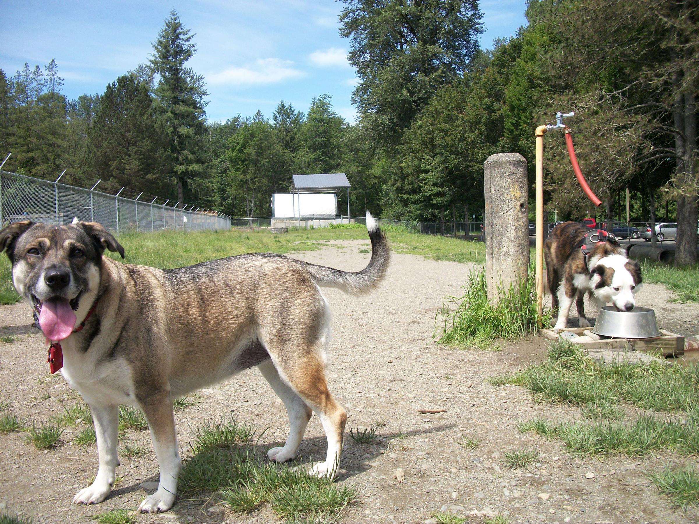 Pet Friendly "Dogs on First" Off-Leash Dog Park