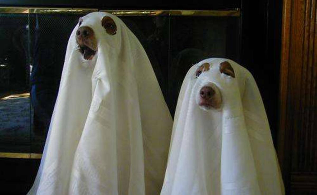 why do dogs ghost walk