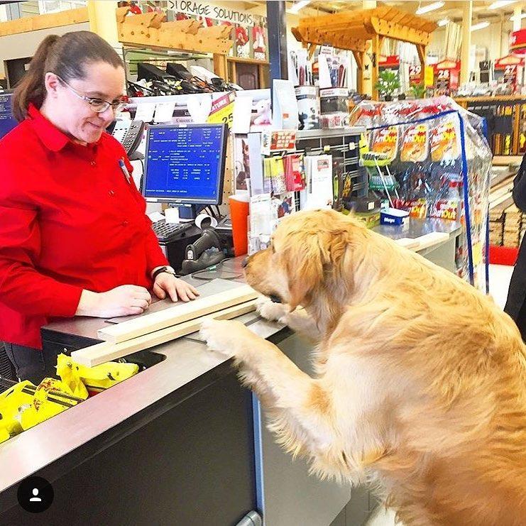 are dogs allowed in home hardware