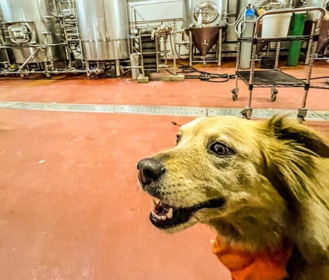 Pet Friendly Sena Farm Brewery
