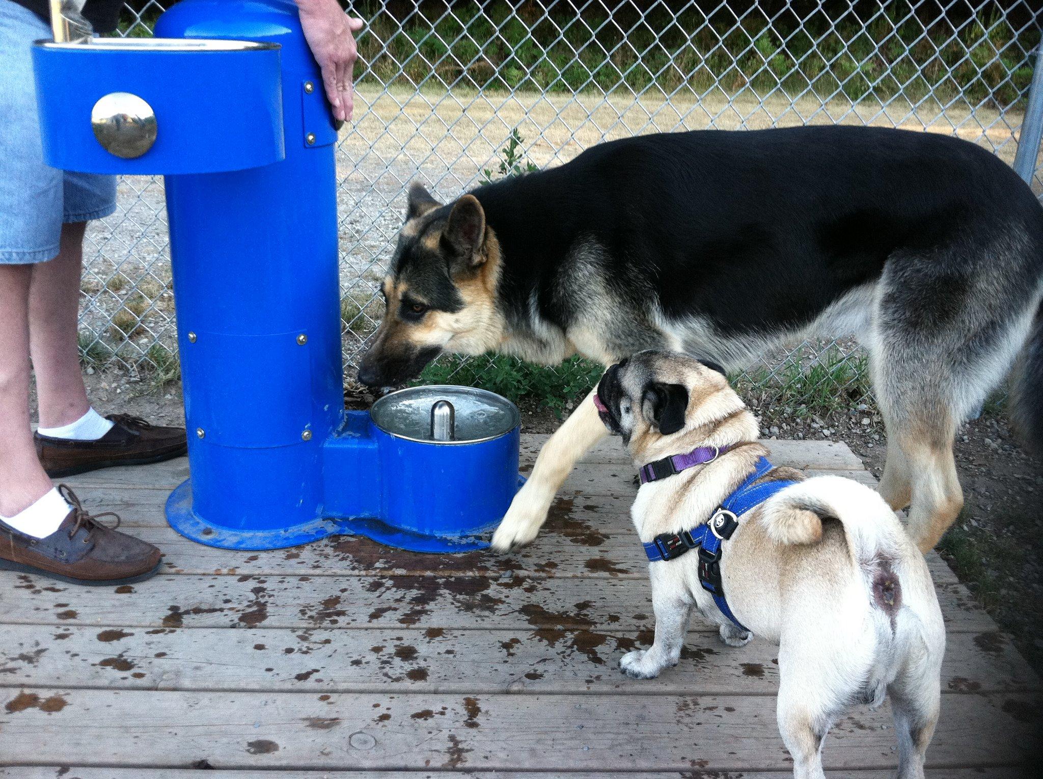 Pet Friendly Dog Park at Coast Guard Park