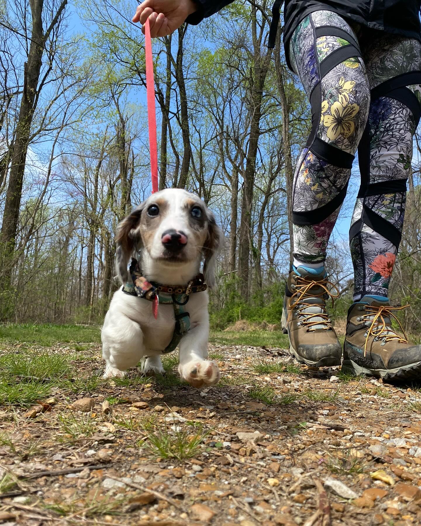Pet Friendly Meeman-Shelby Forest State Park
