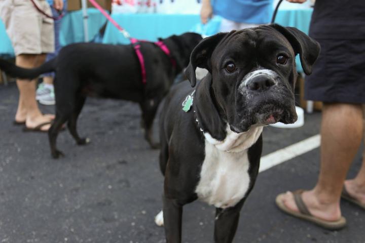 Pet Friendly Gadsden Historic Downtown First Friday