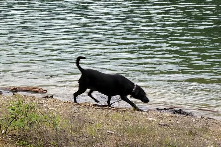 Dog Friendly Hiking Trails In Medford Or Bringfido