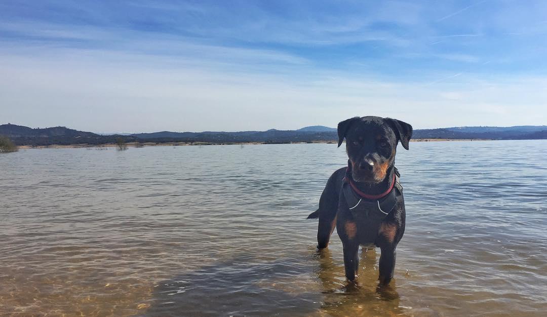 are dogs allowed at folsom lake
