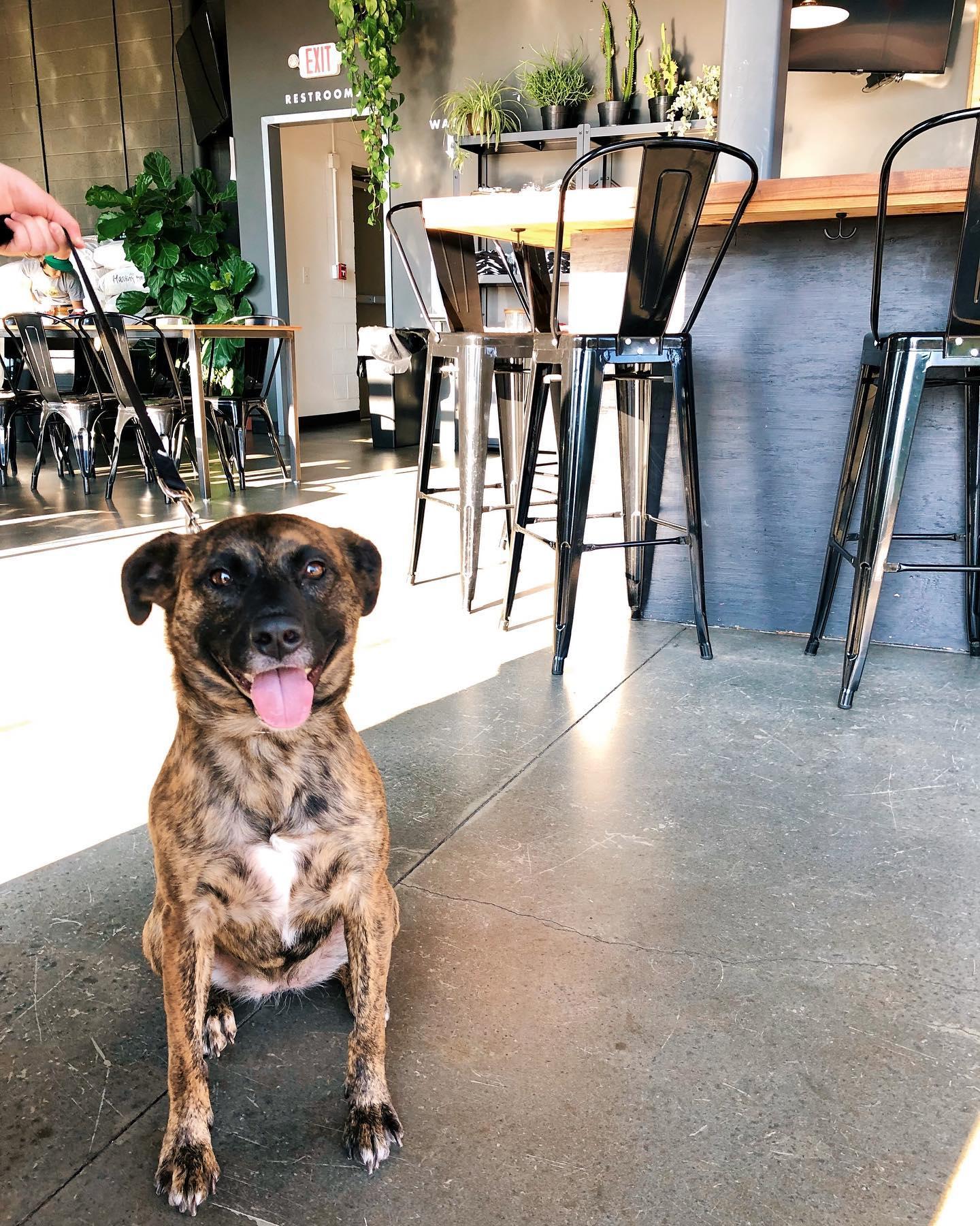 Pet Friendly Harding House Brewing Co.
