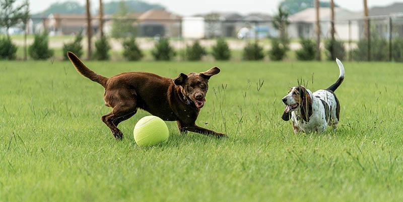 Pet Friendly Mulberry Dog Park in the Village of Springdale
