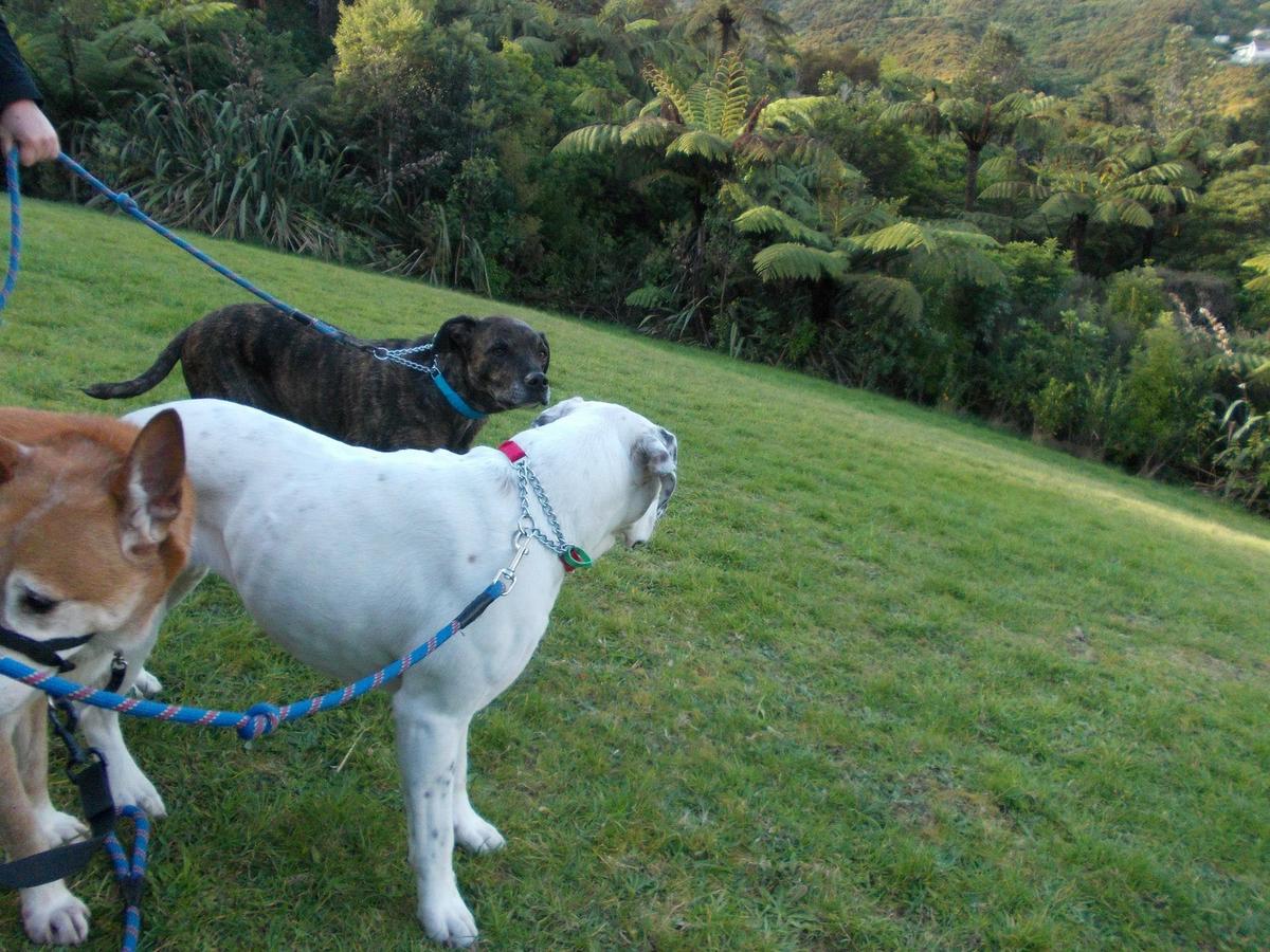 Dog bush sales walks near me