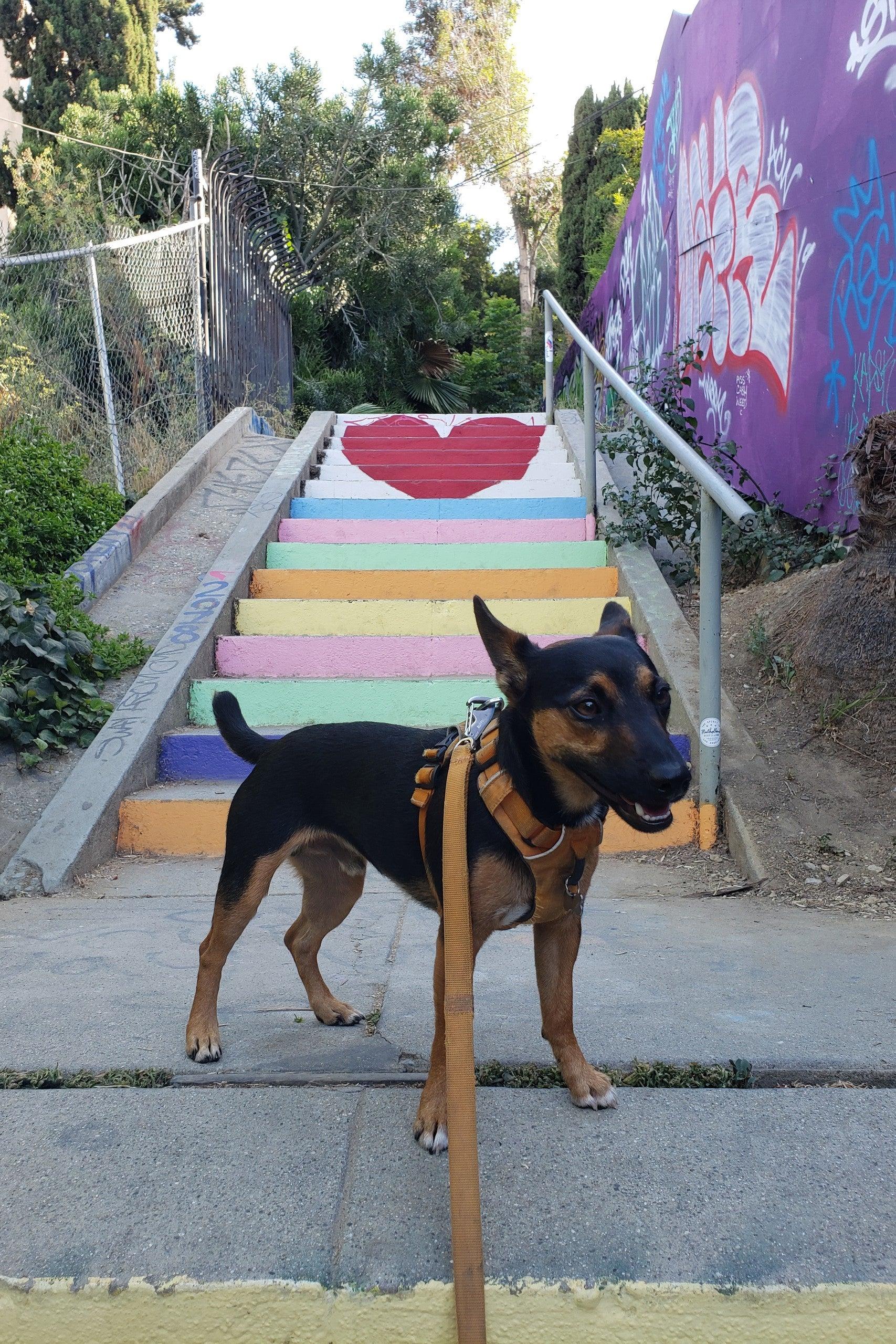 Pet Friendly LA's Secret Painted Stairs