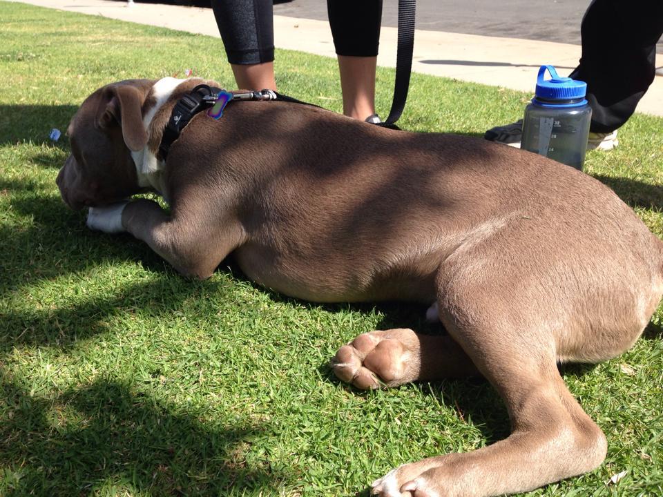 Dog Friendly Activities In Santa Monica Ca Bringfido