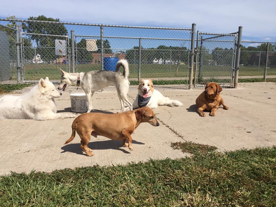 Pet Friendly Carol Disher Leash Free Dog Park