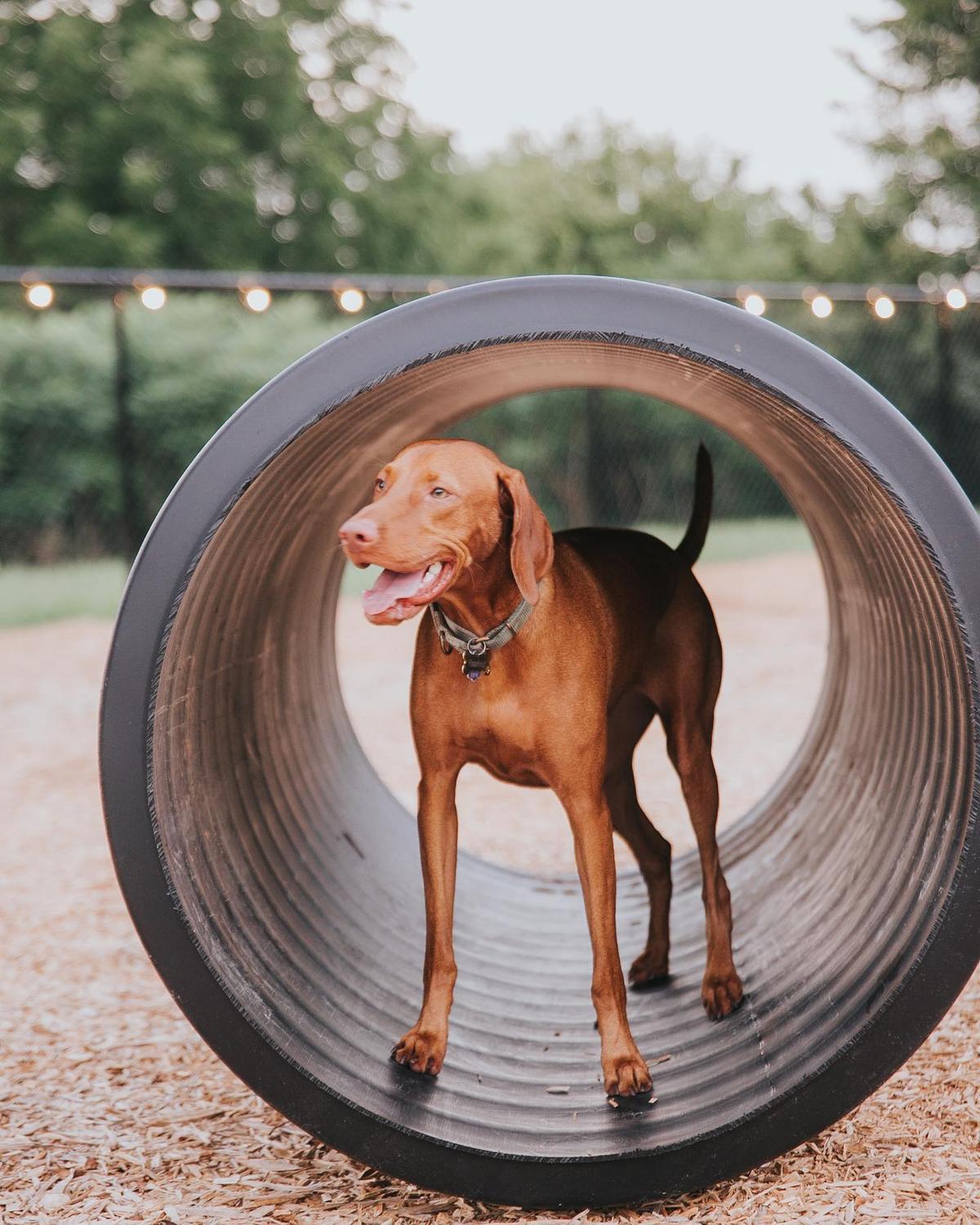 Vizsla off outlet leash