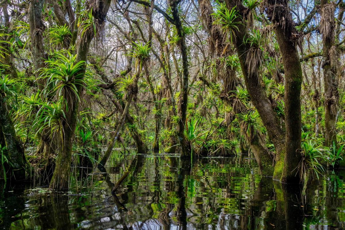 Paws-itively Florida: 9 Dog-Friendly State Parks to Explore with Your Furry Friend