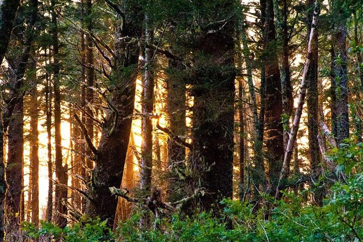 Pet Friendly Giant Spruce Trail