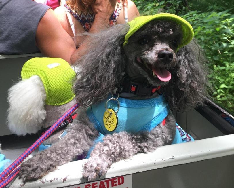 Pet Friendly Knoebels Amusement Resort