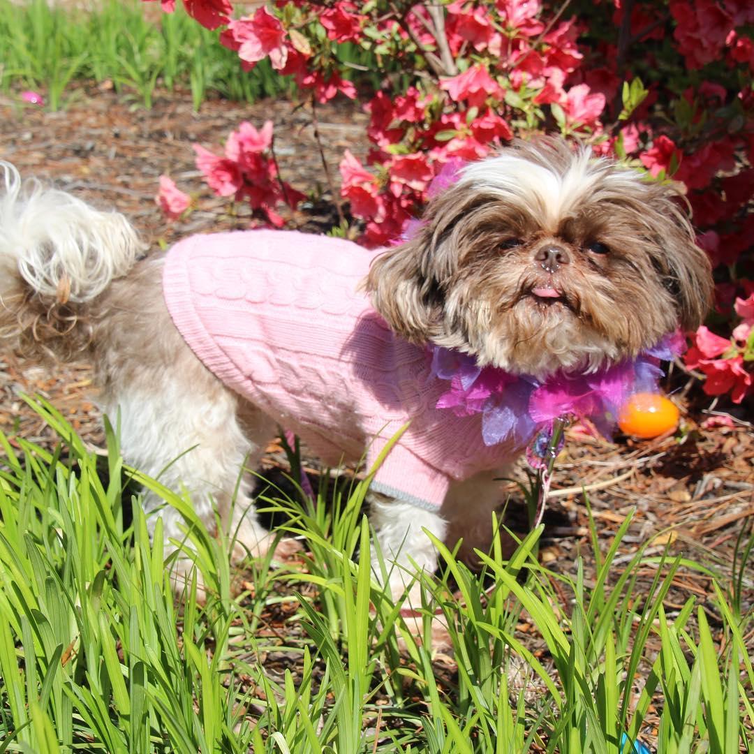 unleashed the dog and cat store