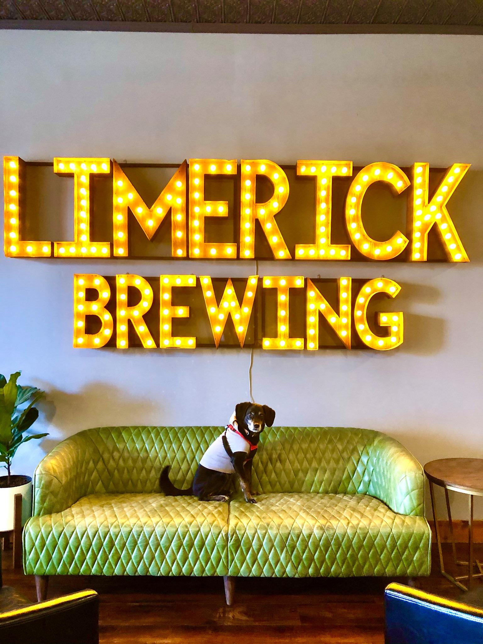 Pet Friendly Spirited Republic/Limerick Brewing Company