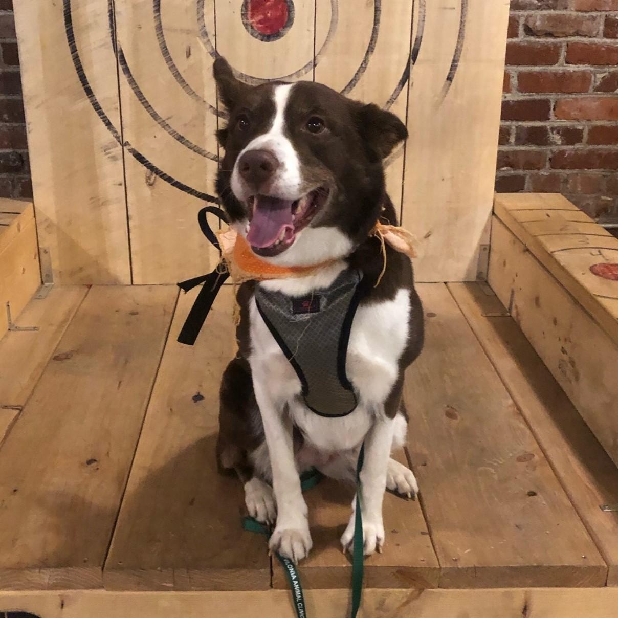 Pet Friendly Craft Axe Throwing