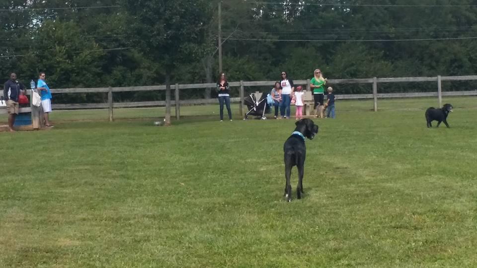 tom harvey memorial dog park
