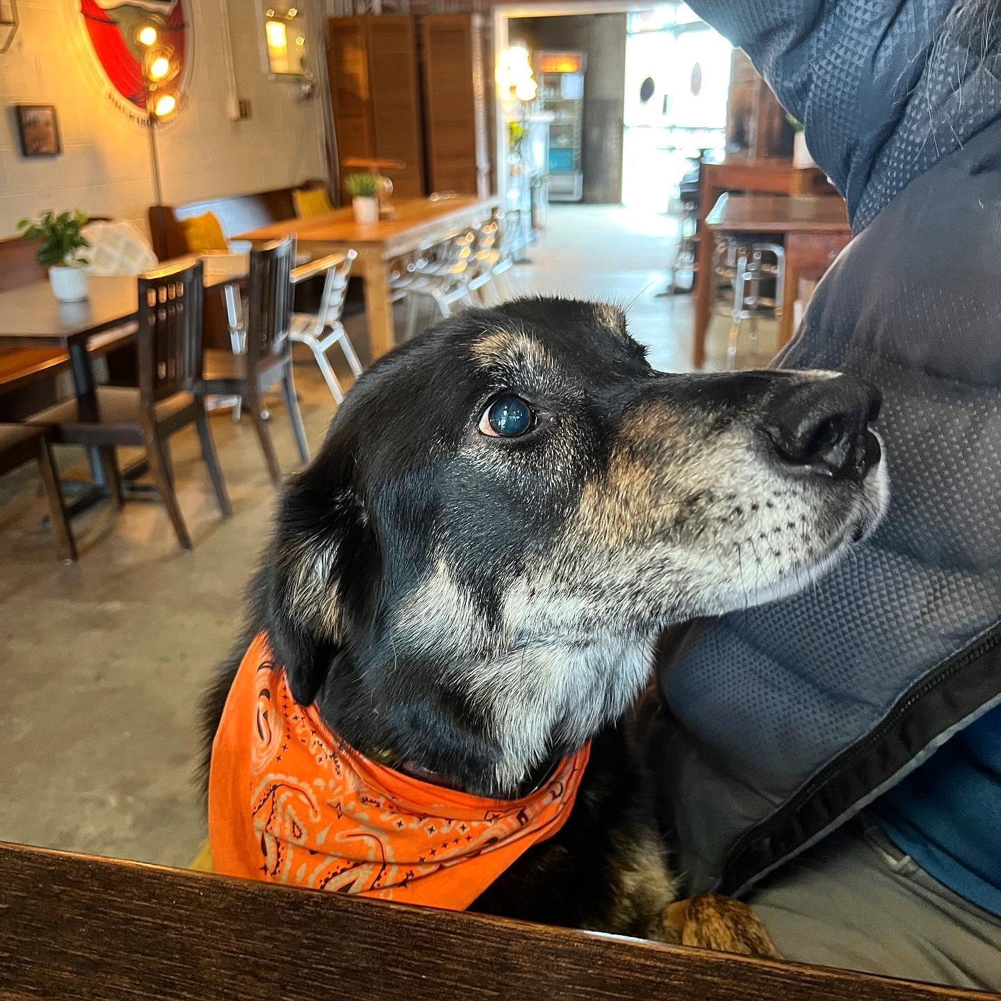 Pet Friendly UpCountry Brewing
