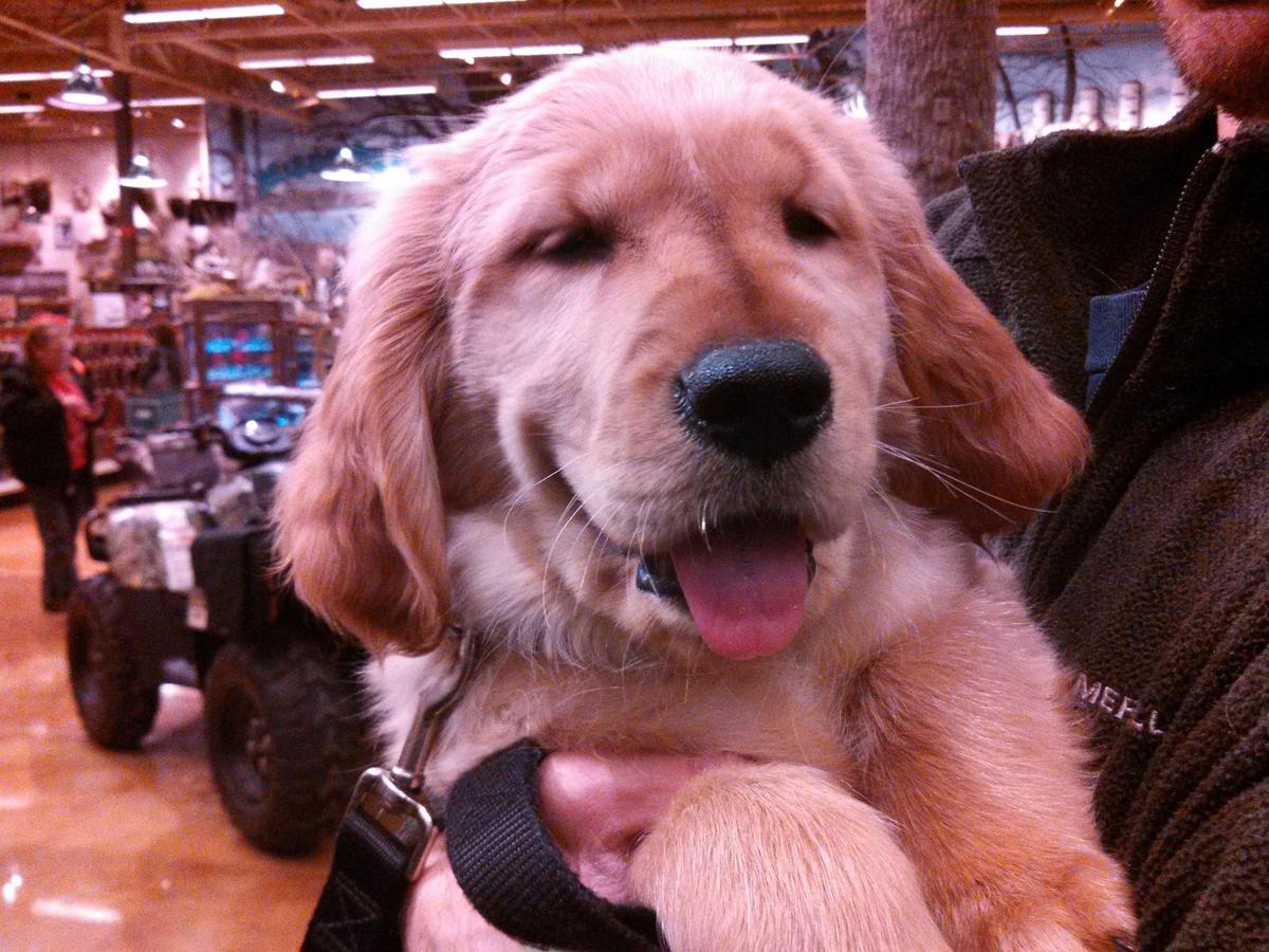 are dogs allowed in bass pro