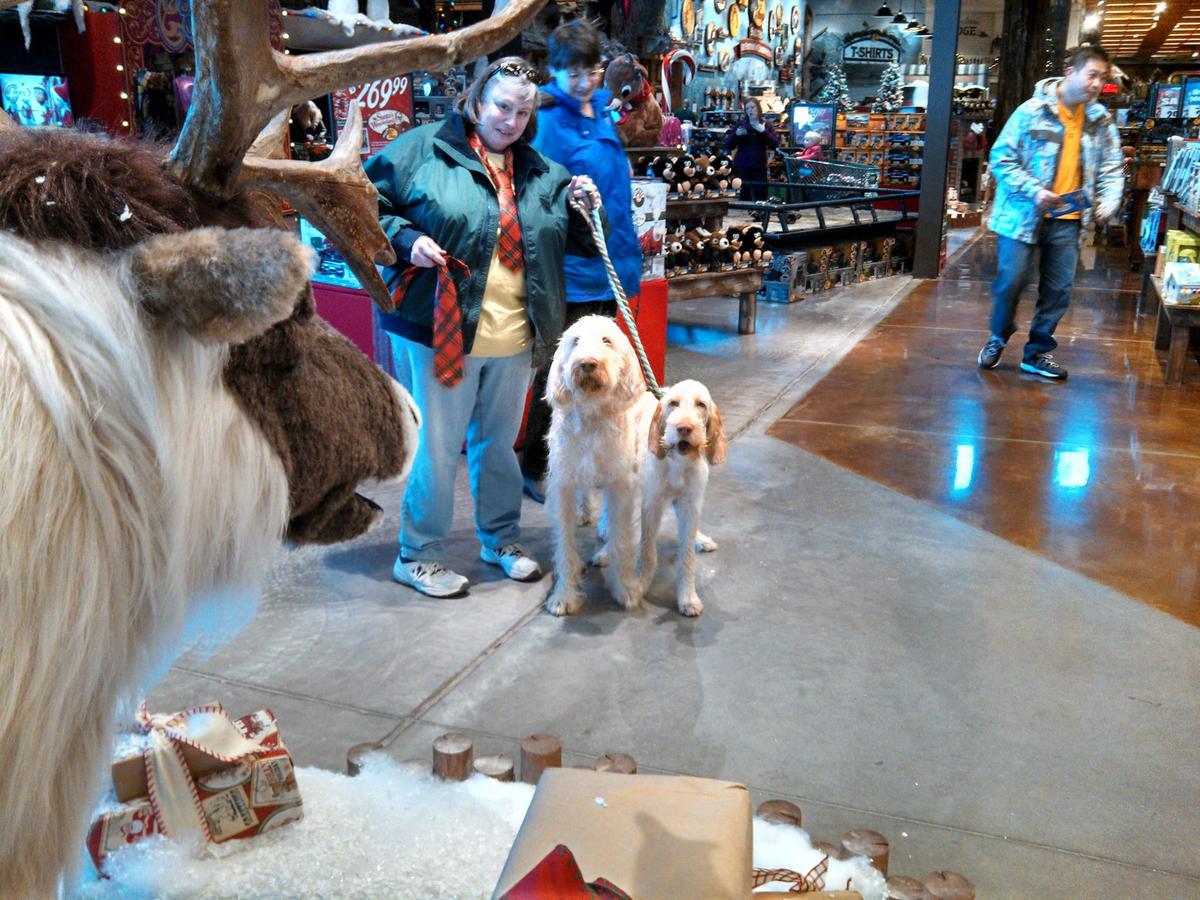 Dogs in hot sale bass pro