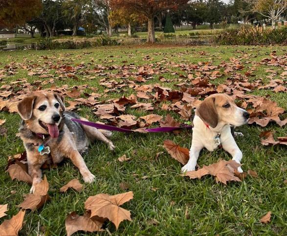 Pet Friendly Venetian Gardens Park