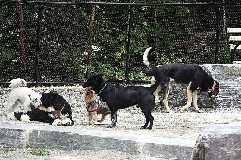 Dog Runs at Van Cortlandt Park