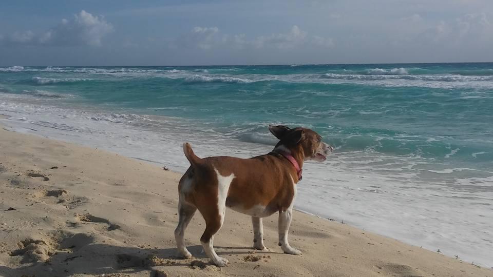 mexican beach dog